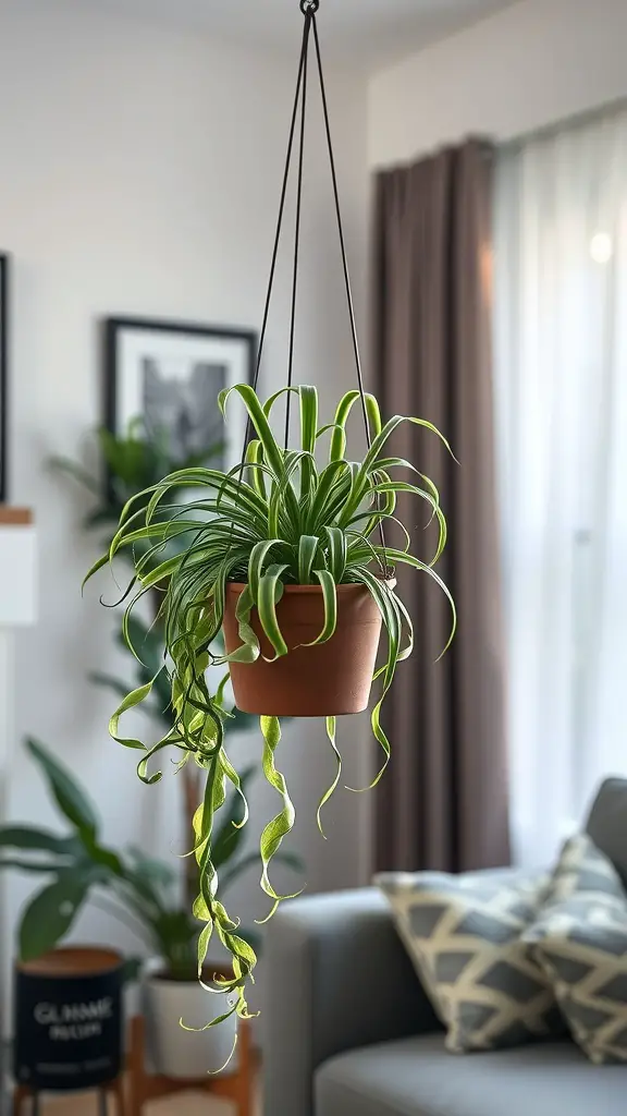 A spider plant in a hanging planter, showcasing its long, green, arching leaves in a modern living room setting.