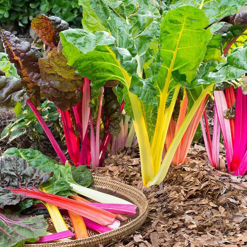 21 Best Vegetables for Bucket Gardening 13